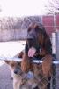 020331_dogs.hanging.out_125.jpg